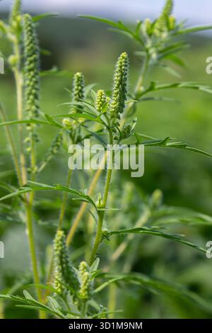 Ragweed blüht mit seinem grünen Laub und der Entwicklung von Blütenknospen in einem lebendigen Feld, das typische Wachstumsmuster im Spätsommer zeigt Stockfoto