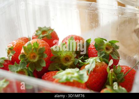 Frische Erdbeeren im durchsichtigen Behälter auf dem Küchentisch Stockfoto