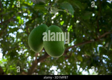 Ein Mangobaum (Mangifera indica) mit zwei grünen Früchten. Stockfoto