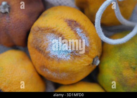 Schimmelige Zitrusfrüchte, die auf einer rustikalen Oberfläche verfallen Stockfoto