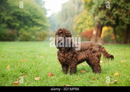 Wunderschöner irischer Wasserspaniel-Hund im Park. Leerzeichen für Text Stockfoto