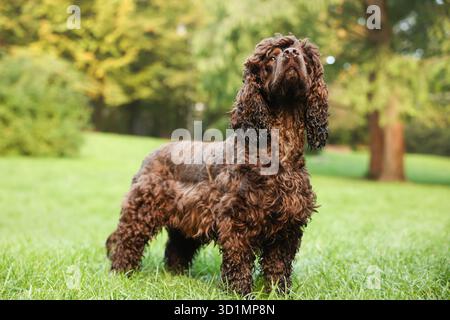 Wunderschöner irischer Wasserspaniel-Hund im Park. Leerzeichen für Text Stockfoto