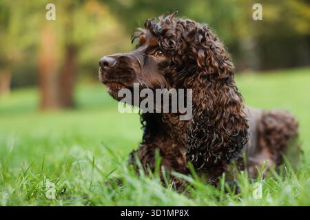 Wunderschöner irischer Wasserspaniel-Hund im Park Stockfoto