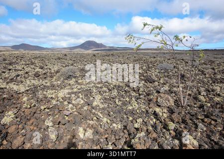 Lavafelder mit Lavafelsen vulkanischem Gestein aus kalter Lava, rechts junger Baumstrauch mit dünnem Stamm und sprießenden grünen Blättern, Lanzarote, Kanarienvogel Stockfoto