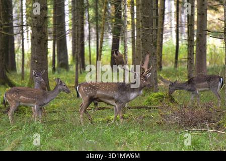 Damhirsch mit herrlichen Geweihschaufeln (Dama dama) in einem Herbstwald umgeben von seiner Hirschherde, Bayern, Deutschland Stockfoto