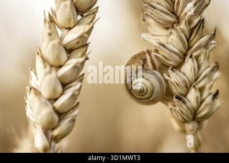Makroaufnahme, die das Detail einer kleinen Schnecke erfasst, die sich an einem Stachel in einem Landfeld festhält Stockfoto