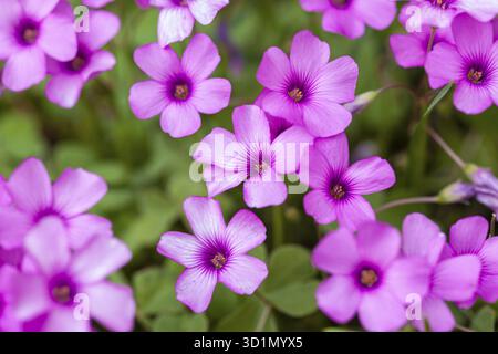 Makroaufnahme von violetten Blumen auf der Wiese im Frühling Stockfoto