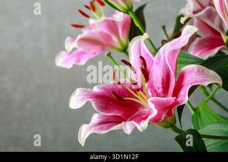 Rosa und rote Lilienblüten, Kopierraum Stockfoto