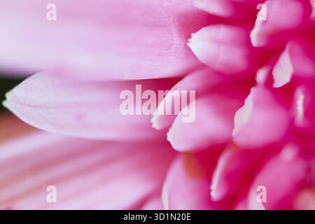 Rosa Gerbera Gänseblümchenblätter Nahaufnahme absichtlich teilweise verschwommen geeignet als Hintergrund, Hintergrund oder Hintergrund Stockfoto