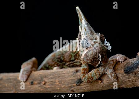 Männliche verhüllte Chamäleons, die bereit sind, ihre Haut zu schmelzen Stockfoto