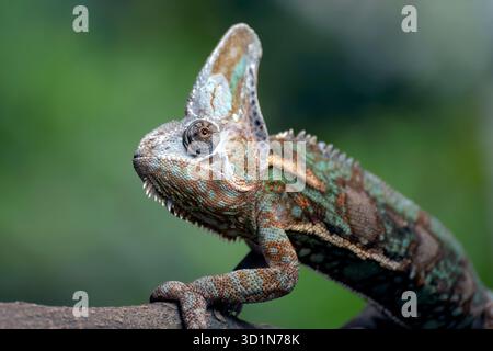 Männliche verhüllte Chamäleons, die bereit sind, ihre Haut zu schmelzen Stockfoto