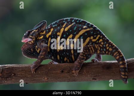 Wütende weibliche verkleidete Chamäleon auf einem Baumzweig Stockfoto