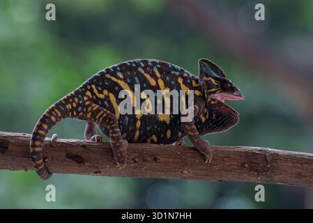 Wütende weibliche verkleidete Chamäleon auf einem Baumzweig Stockfoto