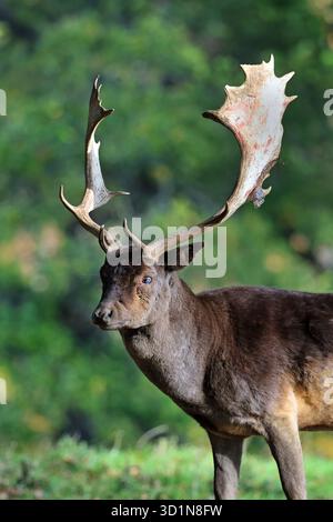 Damhirsch (Dama dama) Hirsch im Herbst, England, Großbritannien Stockfoto