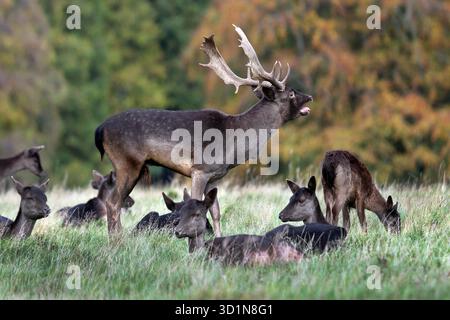 Damhirsch (Dama dama) Hirsch-Roaring und umgeben von Weibchen während der Herbstrute, England, Großbritannien Stockfoto