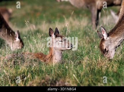 Rotwild (Cervus elaphus), das auf langem Gras ruht, während Erwachsene Hirsche um ihn herum fressen, Nordengland, Vereinigtes Königreich Stockfoto