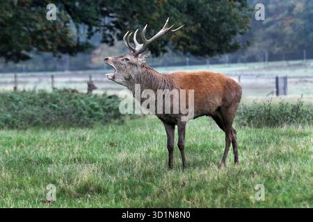 Rotwild (Cervus elaphus) Hirschmoor während der Furche, Nordengland, Vereinigtes Königreich Stockfoto
