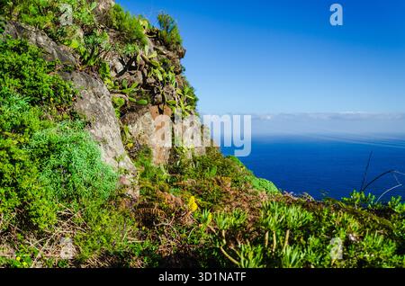 Kaktuskaktus und andere Sukkulenten wachsen auf einer felsigen Klippe mit Blick auf den Atlantik unter klarem blauen Himmel. Stockfoto