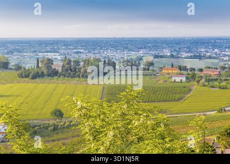 Der entspannende Blick auf die Oliven- und Pfirsichfelder der hügeligen Landschaft der Emilia Romagna in Italien, die Adria am Horizont Stockfoto