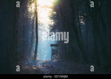 Sonnenuntergang im tiefen, schaurigen, nebeligen Winterwald. Wunderschöne Landschaft eines nebeligen Waldes, bei Sonnenuntergang im Illak Wald in der Nähe von Pannonhalma, Ungarn Stockfoto
