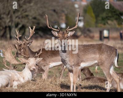 Junge Damhirsche (Dama dama) stehen im Bushy Park, London, Großbritannien. Stockfoto