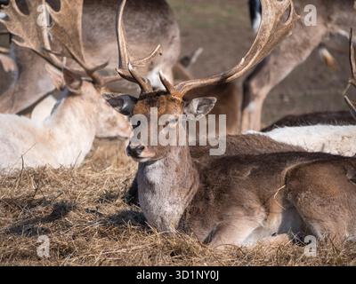 Junge Damhirsche (Dama dama) sitzen im Bushy Park, London, Großbritannien. Stockfoto
