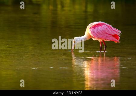 Rosige Löffler (Platalea Ajaja) Stockfoto