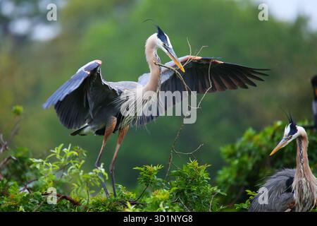 Großer Blaureiher mit Nistmaterial im Schnabel. Er ist der größte nordamerikanische Reiher. Stockfoto