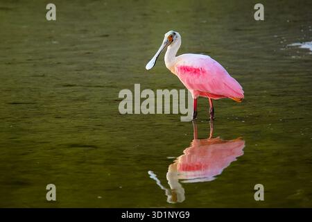 Rosige Löffler (Platalea Ajaja) Stockfoto