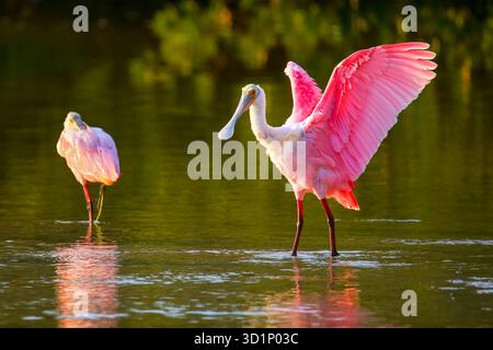 Rosige Löffler (Platalea Ajaja) Stockfoto