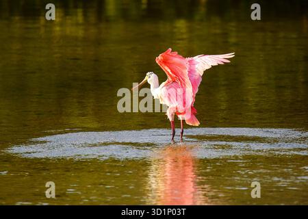 Rosige Löffler (Platalea Ajaja) Stockfoto