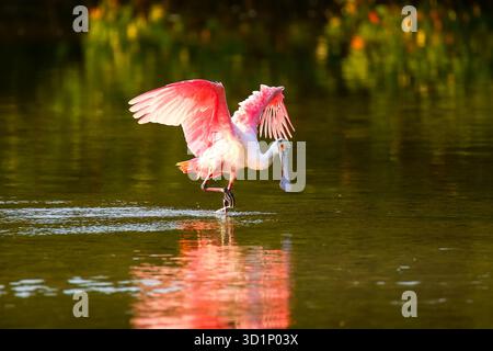 Rosige Löffler (Platalea Ajaja) Stockfoto