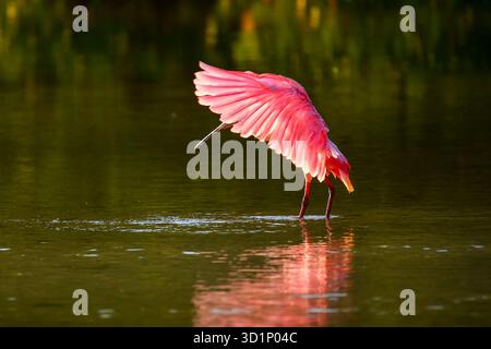Rosige Löffler (Platalea Ajaja) Stockfoto