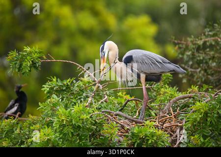 Großer Blaureiher mit Nistmaterial im Schnabel. Er ist der größte nordamerikanische Reiher. Stockfoto