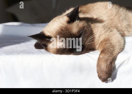 Siamkatze schläft friedlich auf weißem Laken im Sonnenlicht, mit weichem Pelz und dunklen Ohren entspannt. Stockfoto