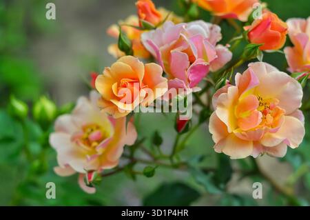 Nahaufnahme einer Gruppe pfirsichfarbener, oranger und rosa Rosen in voller Blüte mit zarten Blütenblättern und leuchtenden Farben. Stockfoto