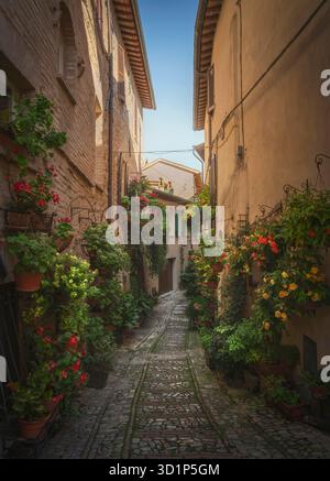 Spello Infiorata Dorfstraße, Pflanzen und Blumen an den Wänden befestigt. Perugia, Umbrien, Italien, Europa. Stockfoto