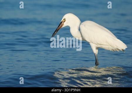 Rötliche Silberreiher (Egretta saniert) Stockfoto
