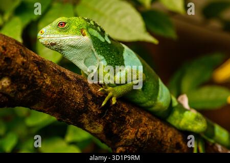 Männlicher Fidschi-Leguan (Brachylophus fasciatus) auf der Insel Viti Levu, Fidschi. Stockfoto