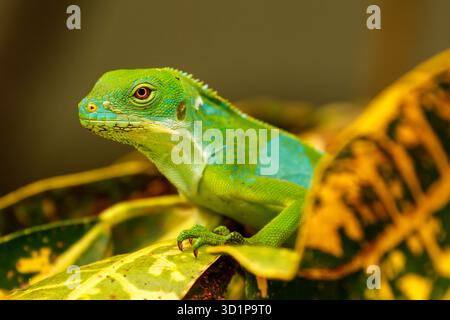 Männlicher Fidschi-Leguan (Brachylophus fasciatus) auf der Insel Viti Levu, Fidschi. Stockfoto