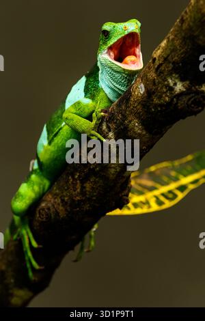 Männlicher Fidschi-Leguan (Brachylophus fasciatus) auf der Insel Viti Levu, Fidschi. Stockfoto