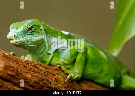 Männlicher Fidschi-Leguan (Brachylophus fasciatus) auf der Insel Viti Levu, Fidschi. Stockfoto