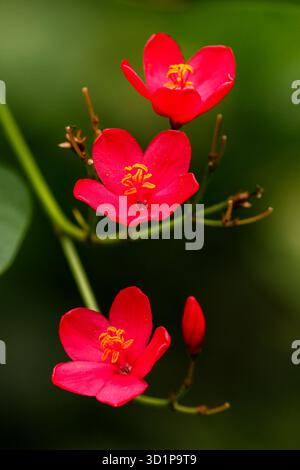 Peregrina-Blüte (Jatropha integerrima) Stockfoto