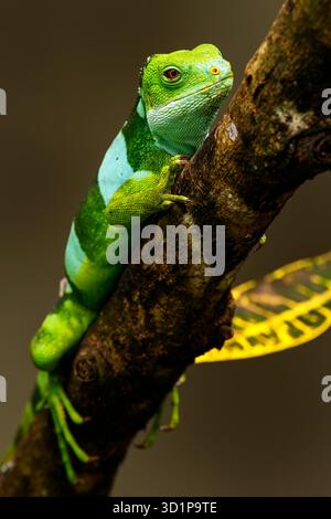 Männlicher Fidschi-Leguan (Brachylophus fasciatus) auf der Insel Viti Levu, Fidschi. Stockfoto