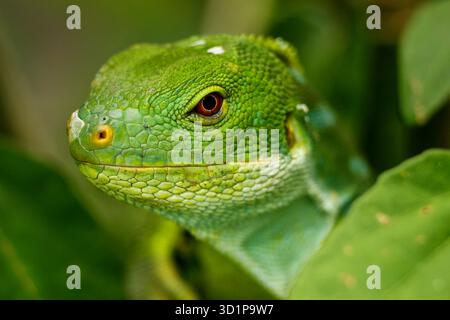 Porträt des männlichen Fidschi-Leguans (Brachylophus fasciatus) auf der Insel Viti Levu, Fidschi Stockfoto