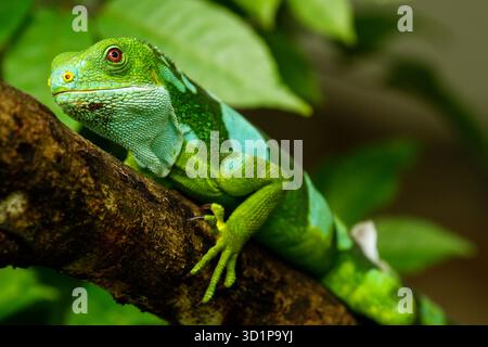Männlicher Fidschi-Leguan (Brachylophus fasciatus) auf der Insel Viti Levu, Fidschi. Stockfoto