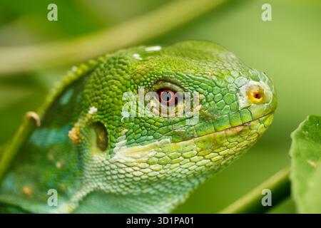 Porträt des männlichen Fidschi-Leguans (Brachylophus fasciatus) auf der Insel Viti Levu, Fidschi Stockfoto