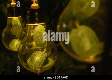 Warme dekorative Glühbirnen leuchten nachts im Freien und schaffen eine gemütliche Gartenatmosphäre in Loznica, Serbien. Stockfoto
