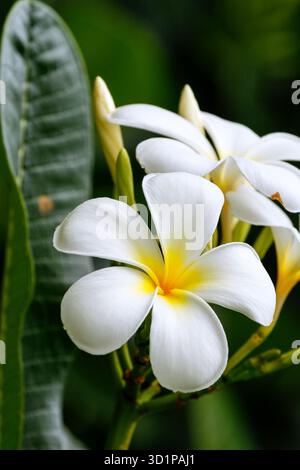 Weiße Plumeria Blüten Stockfoto