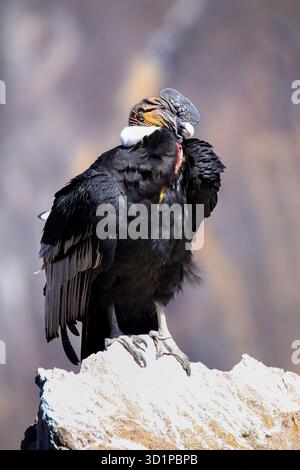 Andenkondor sitzt im Mirador Cruz del Condor im Colca Canyon, Peru Stockfoto